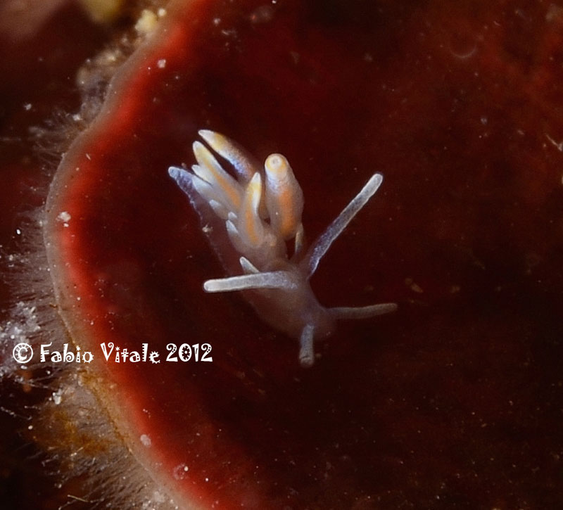 Eubranchus farrani